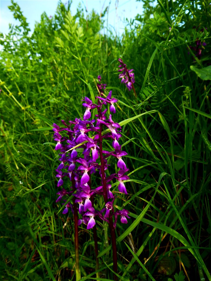 Orchis mascula (L.) L., 1755