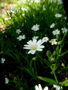 Stellaria holostea L., 1753