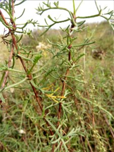 Artemisia campestris subsp. maritima (DC.) Arcang., 1882