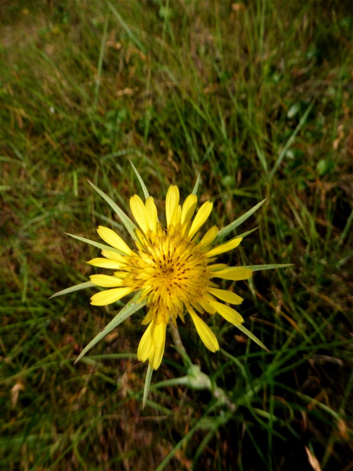 Tragopogon dubius Scop., 1772