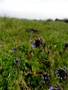 Myosotis discolor Pers., 1797