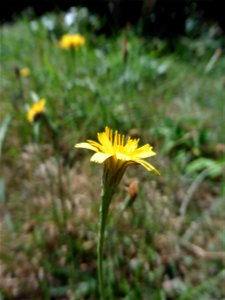 Scorzoneroides autumnalis (L.) Moench, 1794
