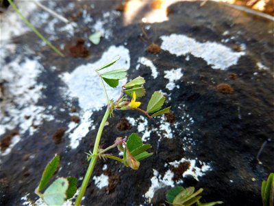 Medicago orbicularis (L.) Bartal., 1776