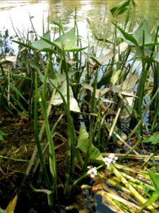 Sagittaria sagittifolia L., 1753