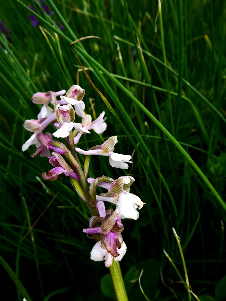 Anacamptis morio (L.) R.M.Bateman, Pridgeon & M.W.Chase, 1997