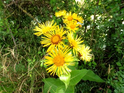 Inula helenium L., 1753