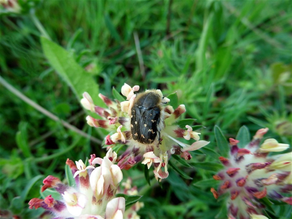 Anthyllis vulneraria L., 1753