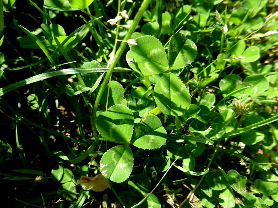 Trifolium repens L., 1753
