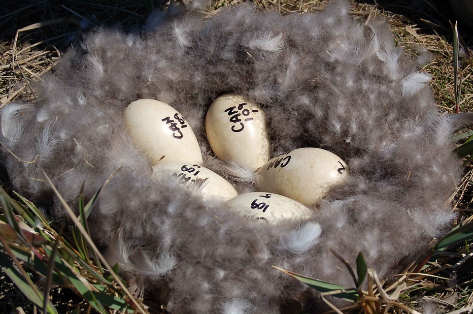 Bird influenza nest