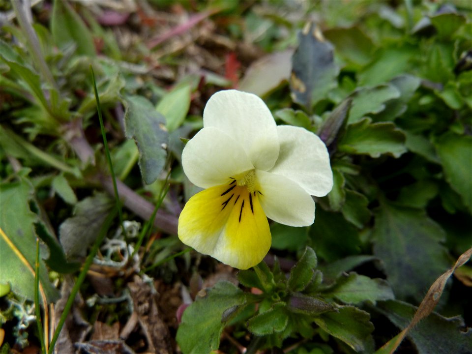 Viola arvensis Murray, 1770