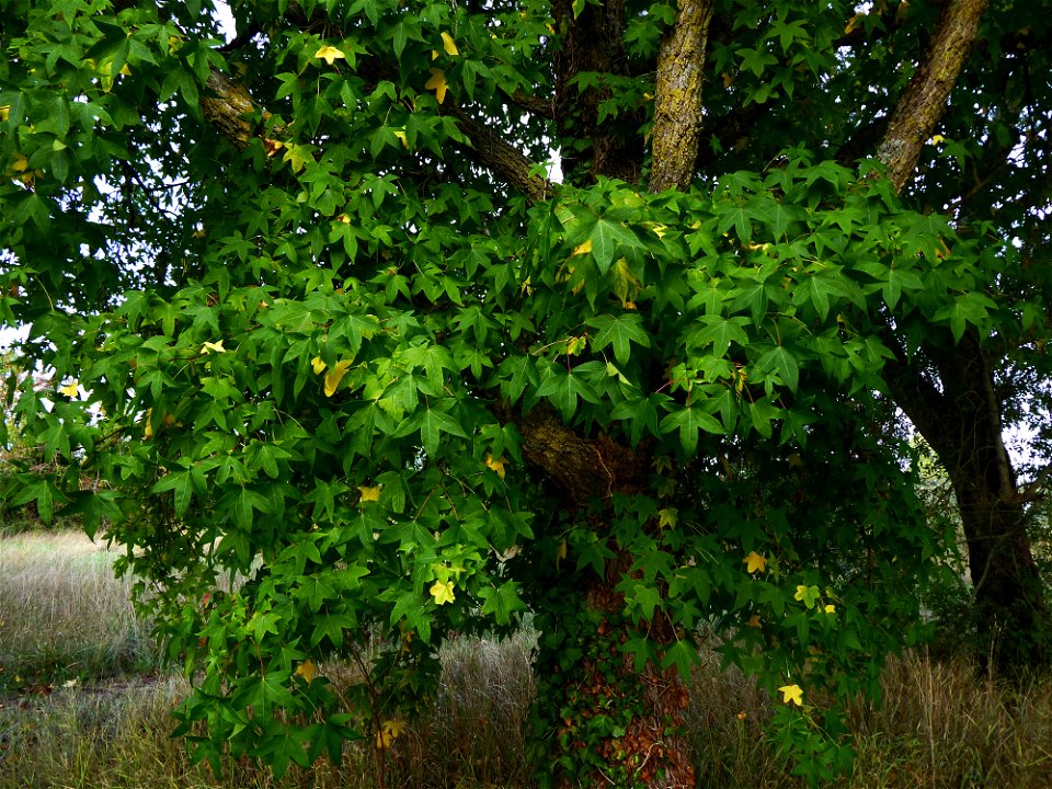 Liquidambar styraciflua L., 1753