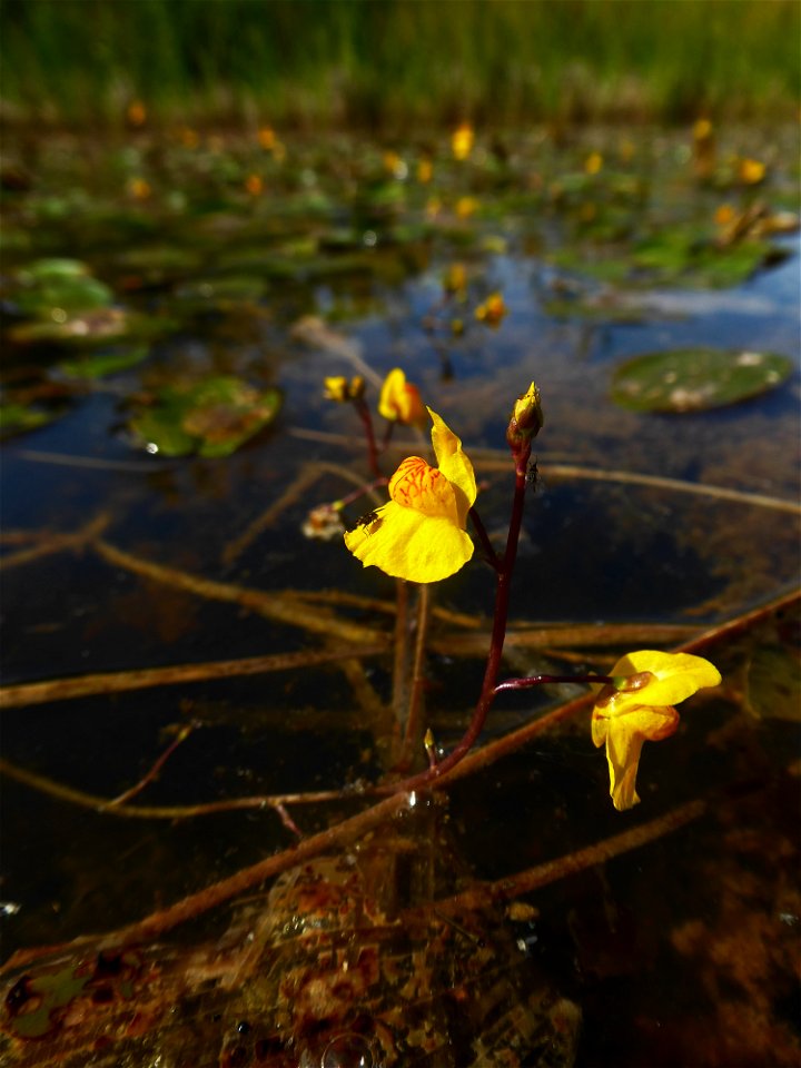 Utricularia australis R.Br., 1810