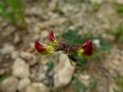 Hippocrepis comosa L., 1753