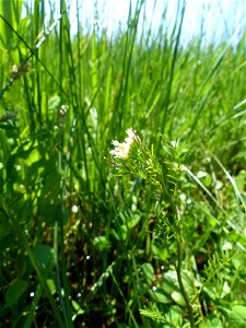 Cardamine parviflora L., 1759