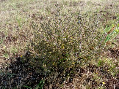 Echium asperrimum Lam., 1792