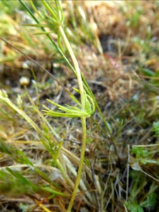 Spergula arvensis L., 1753