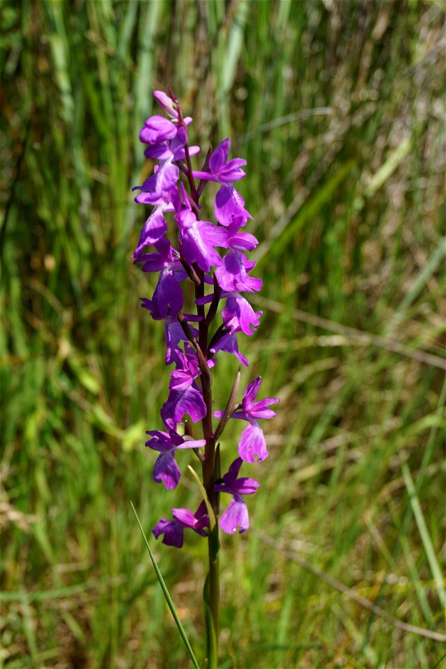 Anacamptis palustris (Jacq.) R.M.Bateman, Pridgeon & M.W.Chase, 1997