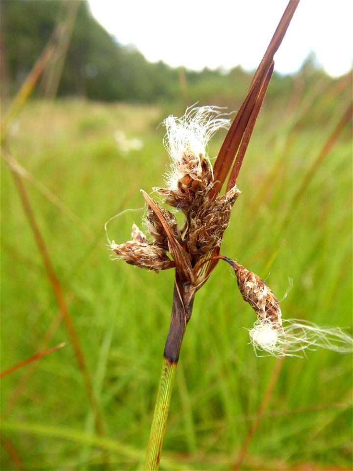 Eriophorum angustifolium Honck., 1782
