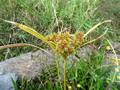 Cyperus eragrostis Lam., 1791