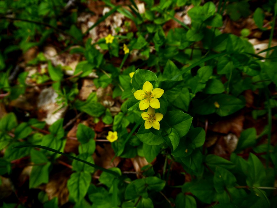 Lysimachia nemorum L., 1753