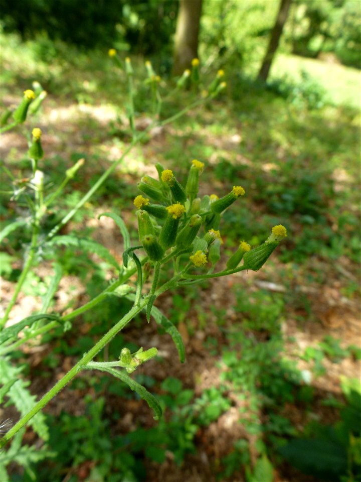 Senecio sylvaticus L., 1753