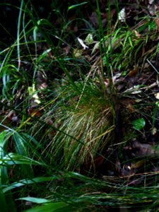 Festuca heterophylla Lam., 1779