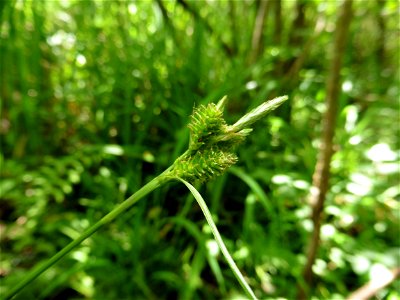 Carex mairei Coss. & Germ., 1840