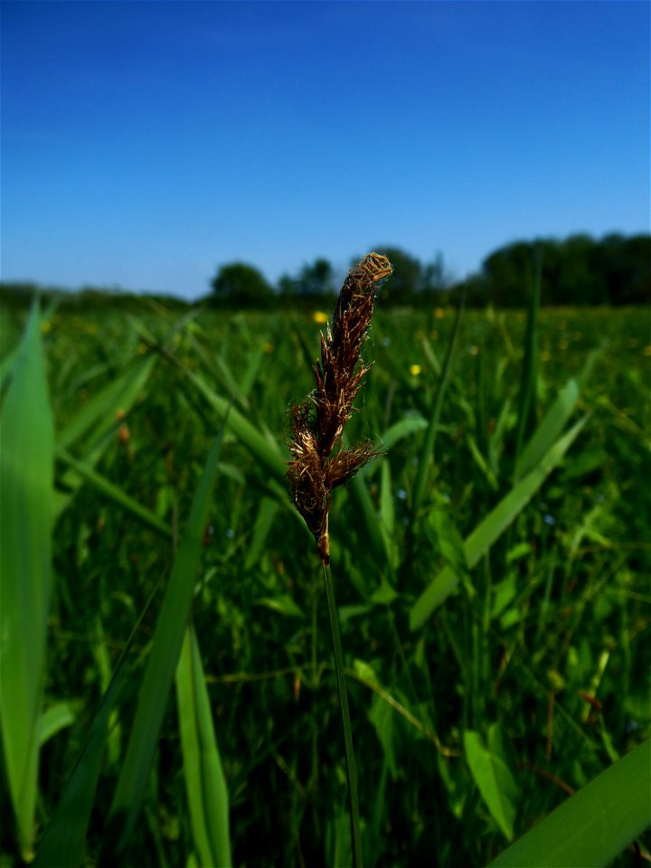 Carex disticha Huds., 1762