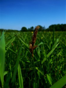 Carex disticha Huds., 1762