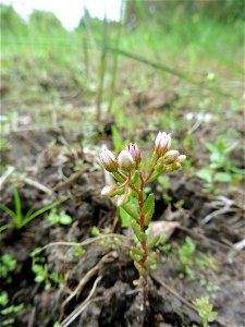 Sedum pentandrum (DC.) Boreau, 1849