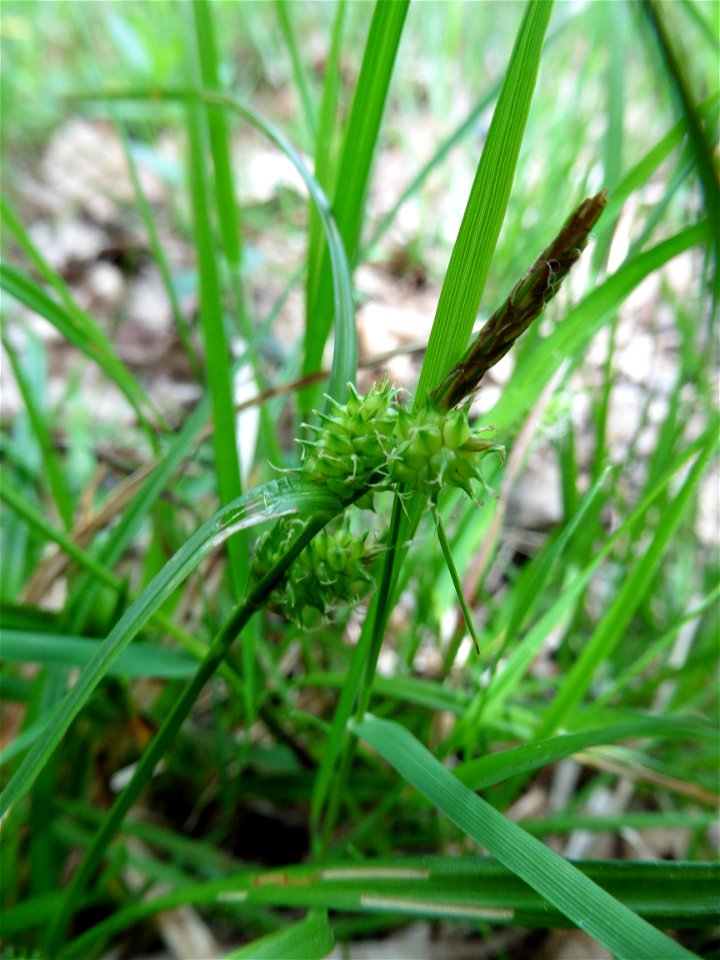 Carex demissa Hornem., 1806