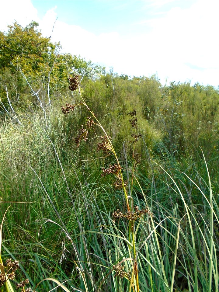 Cladium mariscus (L.) Pohl, 1809