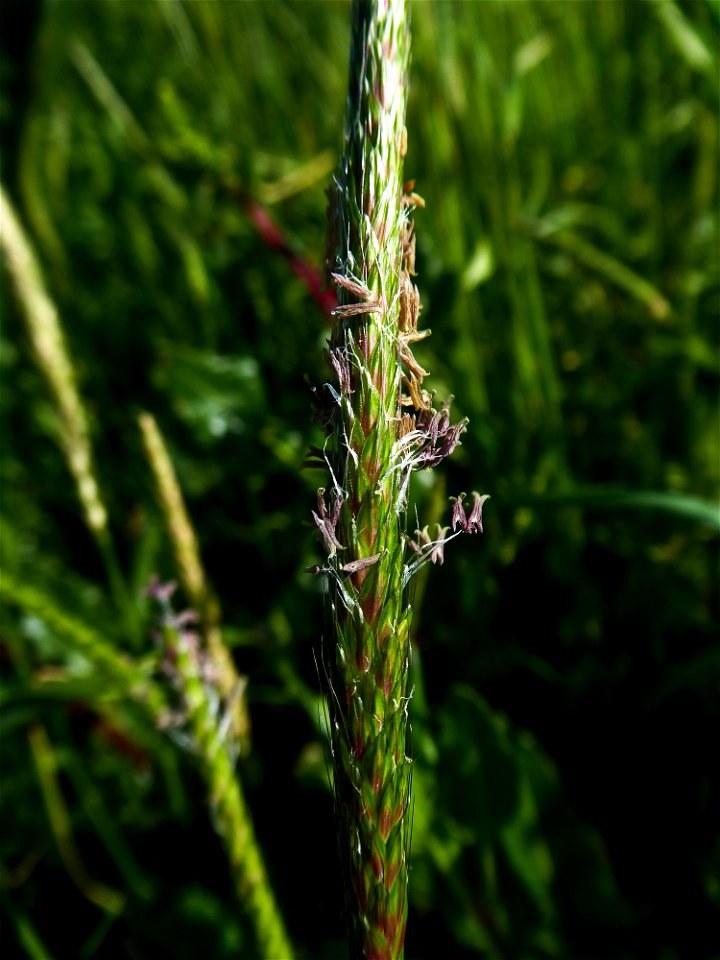 Alopecurus myosuroides Huds., 1762