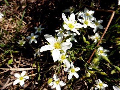 Arenaria montana L., 1755