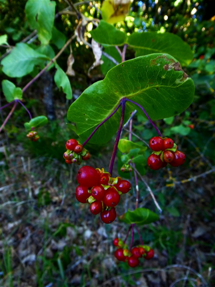 Lonicera etrusca Santi, 1795