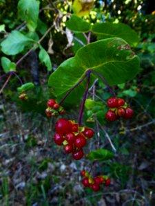 Lonicera etrusca Santi, 1795
