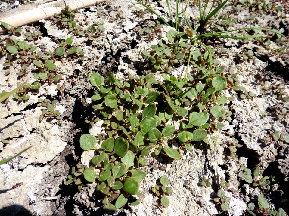 Oxybasis chenopodioides (L.) S.Fuentes, Uotila & Borsch, 2012