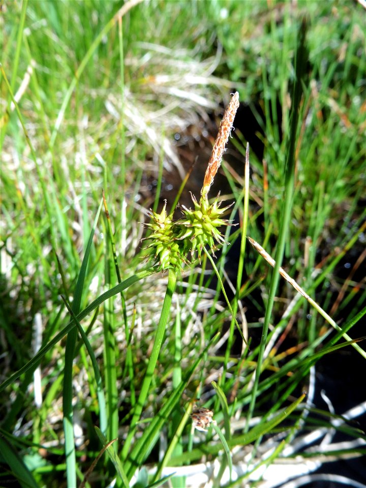 Carex lepidocarpa Tausch, 1834