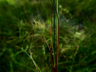 Carex pulicaris L., 1753