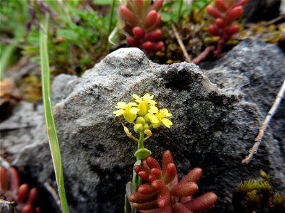 Alyssum montanum L., 1753
