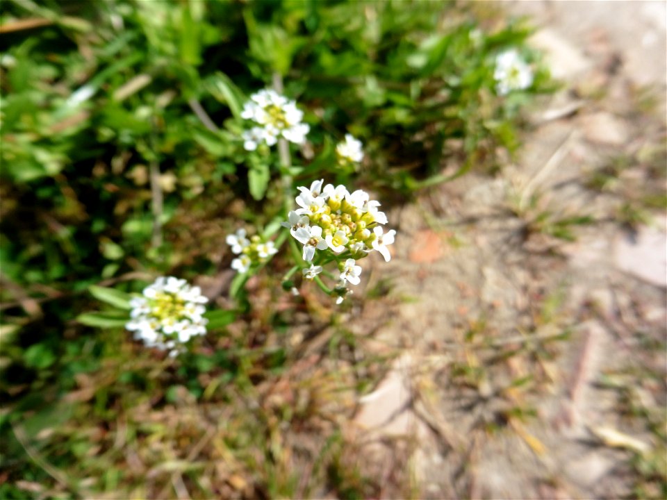 Calepina irregularis (Asso) Thell., 1905