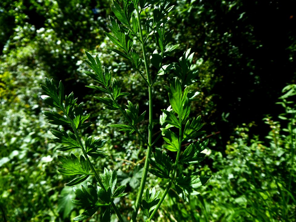 Oenanthe pimpinelloides L., 1753