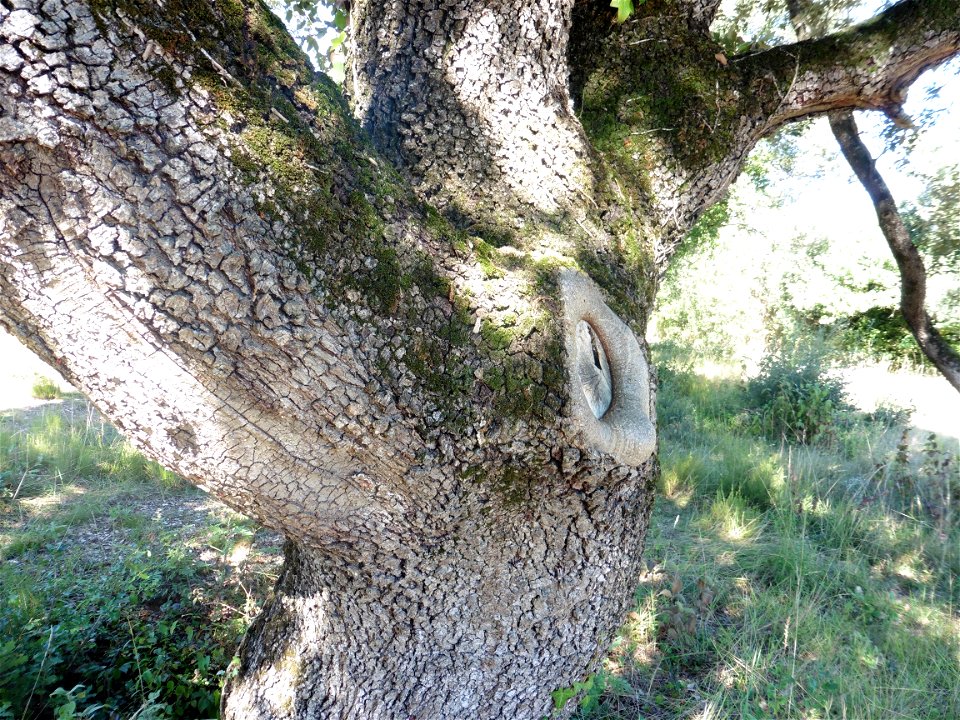 Quercus ilex L., 1753