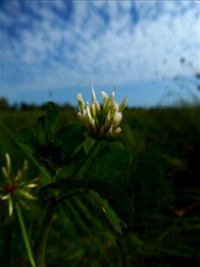 Trifolium michelianum Savi, 1798