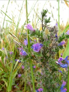 Echium vulgare L., 1753