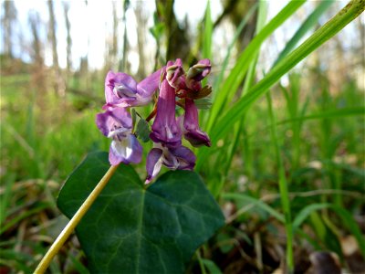 Corydalis solida (L.) Clairv., 1811