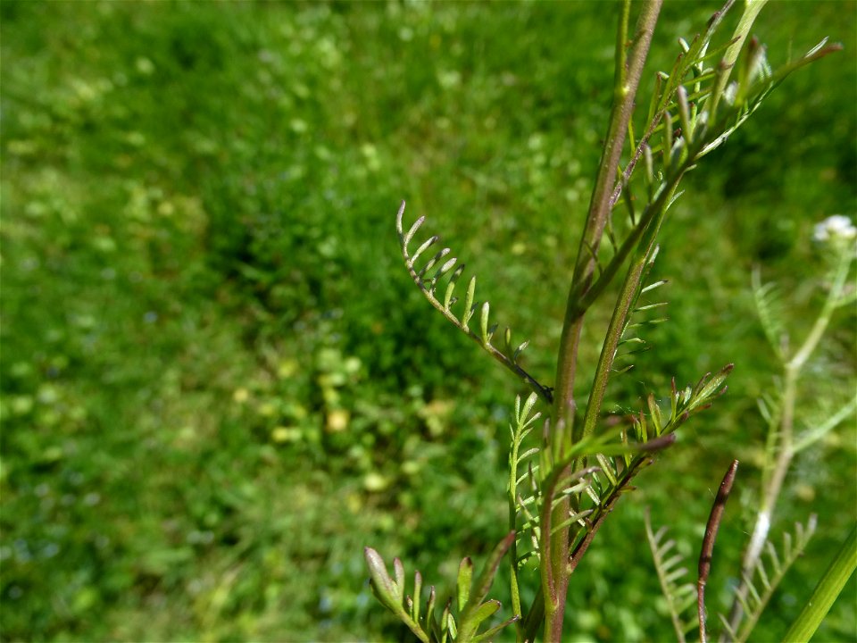 Cardamine parviflora L., 1759