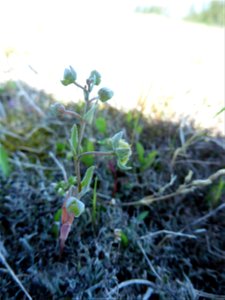 Omphalodes littoralis Lehm., 1818
