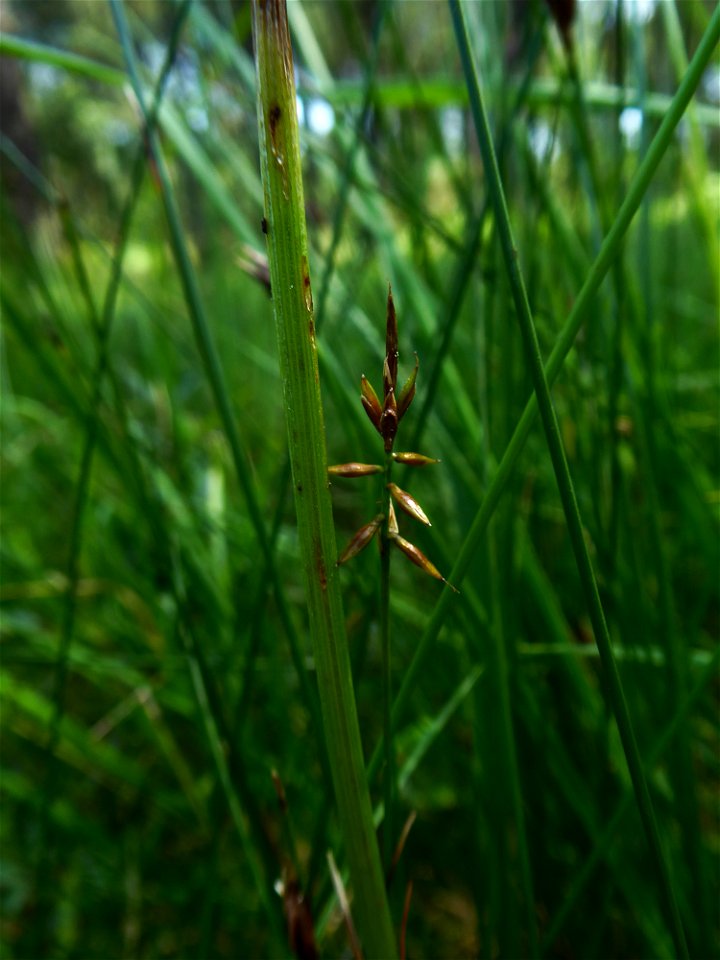 Carex pulicaris L., 1753