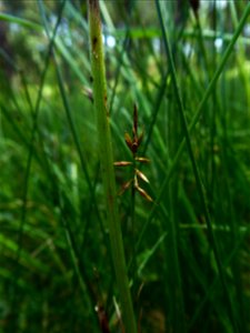 Carex pulicaris L., 1753
